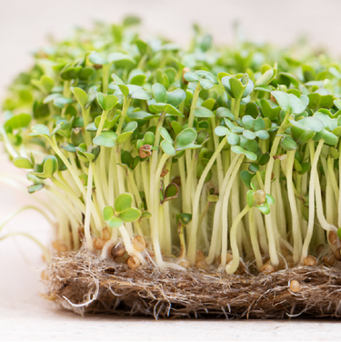 Turnip Microgreens